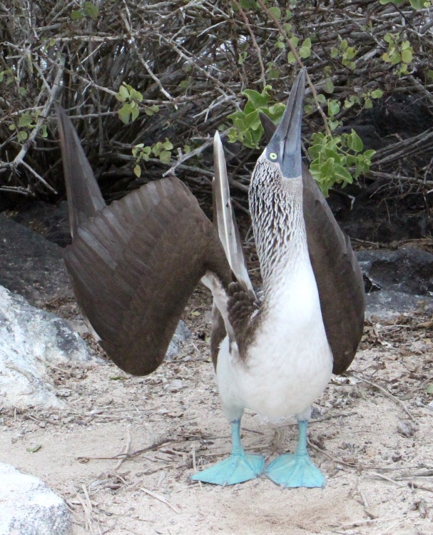 galapagos